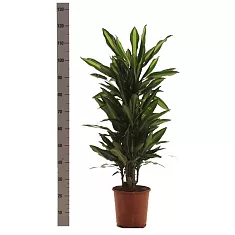 Драцена душистая (Фрагранс) Чинто куст - Dracaena fragrans Cinto D25 H120