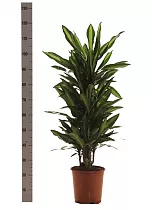 Драцена душистая (Фрагранс) Чинто куст - Dracaena fragrans Cinto D25 H120