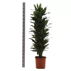 Драцена душистая (Фрагранс) Чинто куст - Dracaena fragrans Cinto D35 H180