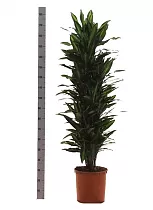 Драцена душистая (Фрагранс) Чинто куст - Dracaena fragrans Cinto D35 H180