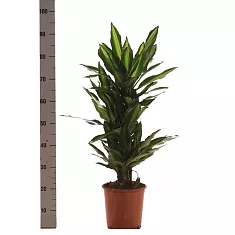 Драцена душистая (Фрагранс) Чинто куст - Dracaena fragrans Cinto D28 H90
