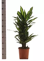 Драцена душистая (Фрагранс) Чинто куст - Dracaena fragrans Cinto D28 H90