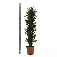 Драцена душистая (Фрагранс) Чинто куст - Dracaena fragrans Cinto D40 H220