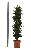 Драцена душистая (Фрагранс) Чинто куст - Dracaena fragrans Cinto D40 H220
