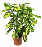 Калатея Лубберса - Calathea lubbersii D18 H60