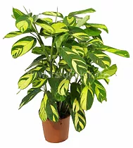 Калатея Лубберса - Calathea lubbersii D18 H60