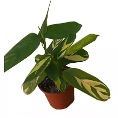 Калатея Лубберса - Calathea lubbersii D12 H30