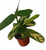 Калатея Лубберса - Calathea lubbersii D12 H30