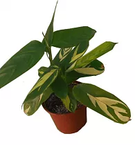 Калатея Лубберса - Calathea lubbersii D12 H30