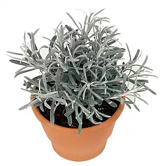 Бессмертник песчаный -  Helichrysum arenarium D11 H15