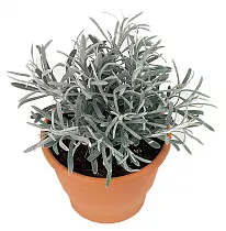 Бессмертник песчаный -  Helichrysum arenarium D11 H15