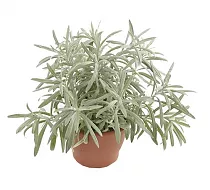 Бессмертник песчаный -  Helichrysum arenarium D13 H20