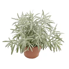 Бессмертник песчаный -  Helichrysum arenarium D13 H20