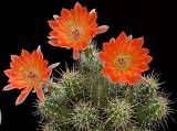 Эхиноцереус Сальм-Дика - Echinocereus salm-dyckianus D5 H15