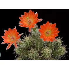 Эхиноцереус Сальм-Дика - Echinocereus salm-dyckianus D5 H15