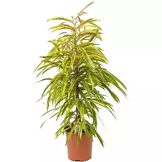 Фикус Биннедика Амстел Голд -  Ficus binnendiijkii Amstel Gold D25 H100