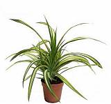 Панданус Вейча (Пандан) - Pandanus tectorius D19 H65