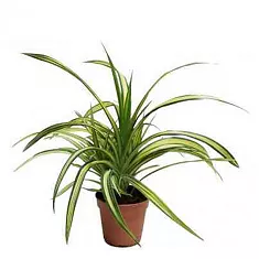 Панданус Вейча (Пандан) - Pandanus tectorius D19 H65