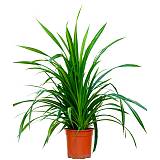 Панданус Вейча (Пандан) - Pandanus tectorius D25 H110