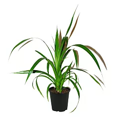 Панданус Вейча (Пандан) - Pandanus tectorius D20 H90
