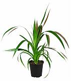 Панданус Вейча (Пандан) - Pandanus tectorius D20 H90
