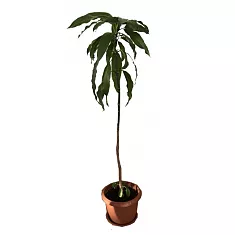 Манго - Mangifera D14 H140