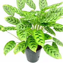 Калатея Литце - Calathea lietzei D17 H60