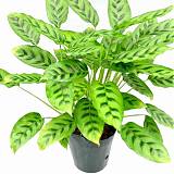 Калатея Литце - Calathea lietzei D17 H60