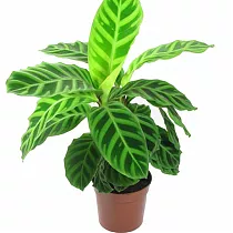 Калатея Литце - Calathea lietzei D9 H20