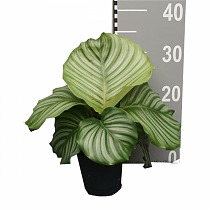 Калатея орбифолия - Calathea orbifolia D12 H35