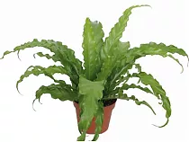Асплениум Антикум Осака - Asplenium Antiquum Osaka D9 H20