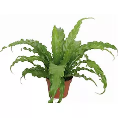 Асплениум Антикум Осака - Asplenium Antiquum Osaka D9 H20