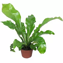 Асплениум гнездовой - Asplenium nidus D12 H25