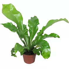 Асплениум гнездовой - Asplenium nidus D12 H25