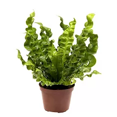 Асплениум Антикум Осака - Asplenium Antiquum Osaka D17 H40