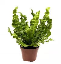 Асплениум Антикум Осака - Asplenium Antiquum Osaka D17 H40