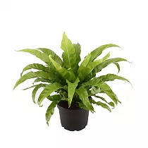 Асплениум древний, античный - Asplenium Antiquum D9 H20