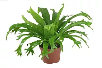 Асплениум - Asplenium antiquum crissie D12 H25