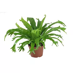 Асплениум - Asplenium antiquum crissie D12 H25