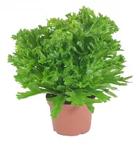 Асплениум древний - Asplenium antiquum Leslie D37 H90