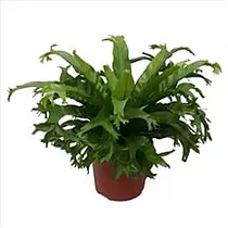 Асплениум гнездовой Crissie - Asplenium nidus Crissie D23 H65