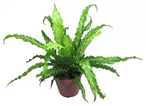 Асплениум древний, античный - Asplenium Antiquum D12 H30