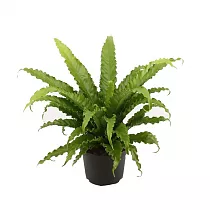Асплениум - Asplenium antiquum crissie D19 H45