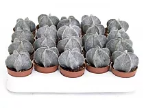 Астрофитум мириостигма - Astrophytum Myriostigma D5 H10