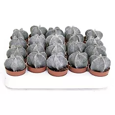 Астрофитум мириостигма - Astrophytum Myriostigma D5 H10