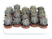 Астрофитум многорыльцевый (Astrophytum myriostigma) D5 H10