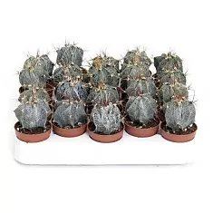 Астрофитум многорыльцевый (Astrophytum myriostigma) D5 H10