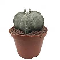 Астрофитум коауиленсе - Astrophytum coahuilence D11 H10