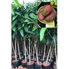 Манго Остин - Mangifera Osteen D18 H140-165см