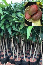 Манго Остин - Mangifera Osteen D18 H140-165см